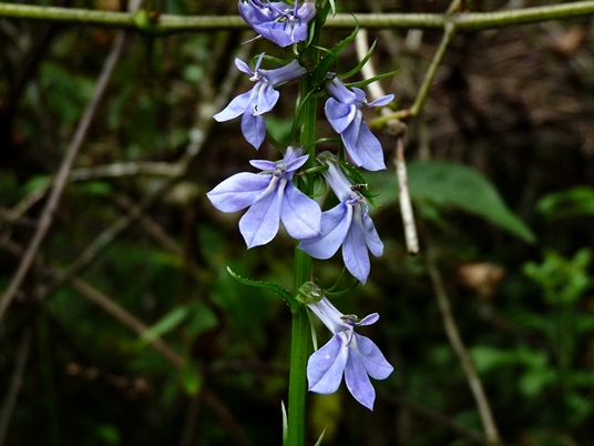 {Lobelia amoena}